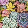 Como salvar suculentas com folhas moles, secas ou amarelas