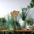 Plantas ajudam a diminuir o barulho dentro de casa? Veja 5 opções