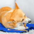 Por que os cachorros precisam morder coisas? A ciência por trás do "simples" ato de roer