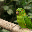 Maritacas: confira curiosidades sobre essas aves barulhentas, inteligentes e sociáveis