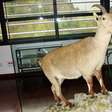 Bucardo: o animal extinto que voltou à vida por alguns minutos