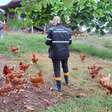 RS confirma novo caso de gripe aviária em aves de criação doméstica em Selbach