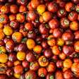 Do descarte ao lucro: como o caroço do tucumã virou bioplástico ultrarresistente na Amazônia