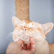 O que causa a acne felina? Saiba como tratar os pontinhos pretos no queixo e nos lábios do gato
