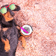 Água de coco, chá de camomila e mais: 5 bebidas seguras para oferecer aos pets nos dias quentes