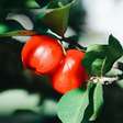Seria a acerola a fruta mais completa? Entenda