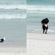 Veja resgate de gaivota com asa ferida em praia do litoral do Rio de Janeiro