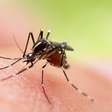 Dengue: diversos municípios brasileiros entram em alerta; veja como se prevenir