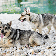 Spitz dos visigodos: conheça essa raça de cachorro viking de lendas antigas