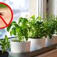Joan Calderón, jardineiro: "Muita gente vai dizer que é melhor usar sprays ou velas para repelir mosquitos, mas eu uso estas três plantas."