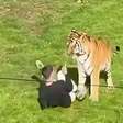 Homem morre após pular em jaula de tigre em zoológico na Inglaterra