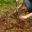 Mutirão promove plantio de 185 árvores frutíferas na zona leste de São Paulo