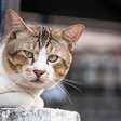 Em que idade o gato é considerado idoso? Descubra