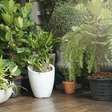 Plantas podem sofrer com o calor de outubro; veja como ajustar a rega