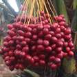Fruta mais doce do mundo parece uma sobremesa e você pode cultivar em casa de um jeito muito fácil