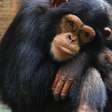 Pesquisa revela como a amizade entre chimpanzés reduz o roubo de alimentos