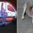 O final feliz: cachorrinha idosa que entrou em ambulância com tutor é encontrada