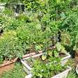 Veja 5 temperos perfeitos para plantar na horta de casa na primavera