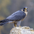 Animal mais rápido do mundo: conheça o falcão-peregrino, ave que atinge velocidades impressionantes