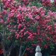 Jardineiros recomendam esta árvore: ela floresce por 90 dias ao ano, dá cor ao jardim e exige pouca manutenção