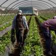 Crise de água na Espanha ameaça abastecimento agrícola da Europa