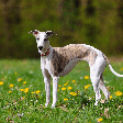 Raças magras: 6 cachorros que se destacam pelo corpo esbelto e atlético