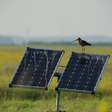 As aves de rapina em Sevilha (Espanha) encontraram um refúgio inusitado: os painéis solares