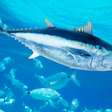 Viciados em atum: Humanidade vem pescando esses predadores marinhos há 44 mil anos