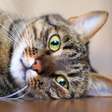 Como cuidar do peso de gatos castrados: dicas para uma vida saudável