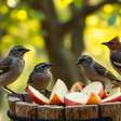 Maçã e pêra cortadas ao meio atraem aves que não conseguem quebrar sementes duras no comedouro