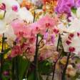 Orquídeas podem desaparecer? Veja o que novo estudo revela sobre o risco de extinção