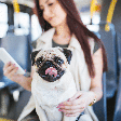 Cachorro pode andar de ônibus? Veja as cidades brasileiras em que isso é possível