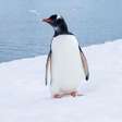 Cientistas identificaram uma nova espécie de pinguim em ilhas remotas ao norte da Antártida. É a primeira descoberta desse tipo em 100 anos