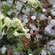 O truque simples e barato para proteger suas plantas da chuva de granizo