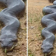 Fotógrafo faz registro impressionante de sucuri em parque no Mato Grosso do Sul