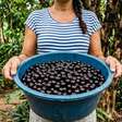 Comprou ou colheu jabuticabas demais e não consegue consumir todas? 4 passos para congelar e evitar desperdício