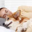 Seu cachorro divide a cama com você, mas será que dormir com ele atrapalha o sono? Estudo investigou o hábito e descobriu quem costuma se mexer primeiro durante a noite