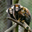 Zoológico de Sapucaia do Sul anuncia nascimento raro de Saguis-da-Serra-Escuro