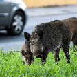 Encontrou um animal silvestre? Veja 6 cuidados importantes para evitar riscos