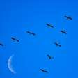 Os cientistas já acreditaram que as aves migravam para a Lua o que mudou tudo foi encontrar na Alemanha uma cegonha com uma flecha africana