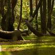 A floresta alemã onde todas as árvores parecem ter enlouquecido