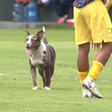 Cachorro invade campo e quase faz gol pelo Vasco