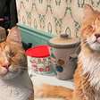 Síndrome de Marfan: conheça a doença rara identificada pela primeira vez em gatos