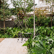 Quer um jardim mais exuberante? Saiba como utilizar filodendros no paisagismo