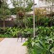 Filodendro transforma jardins em refúgios tropicais com estilo único