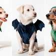 Petlove aposta em Halloween para pets com conforto e diversão