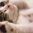 Como os gatos se tornaram símbolos de cura, conforto e afeto?