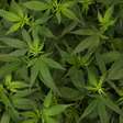 Não é pensamento lento: estudos dos EUA detectaram síndrome severa ligada ao consumo de cannabis