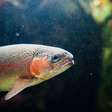Peixes usam ferramentas, coordenam caçadas e até transmitem tradições, mostram estudos que ampliam o que sabemos sobre sua cognição