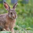 Cidade na Itália arruma solução criativa para "praga" de coelhos em cemitério